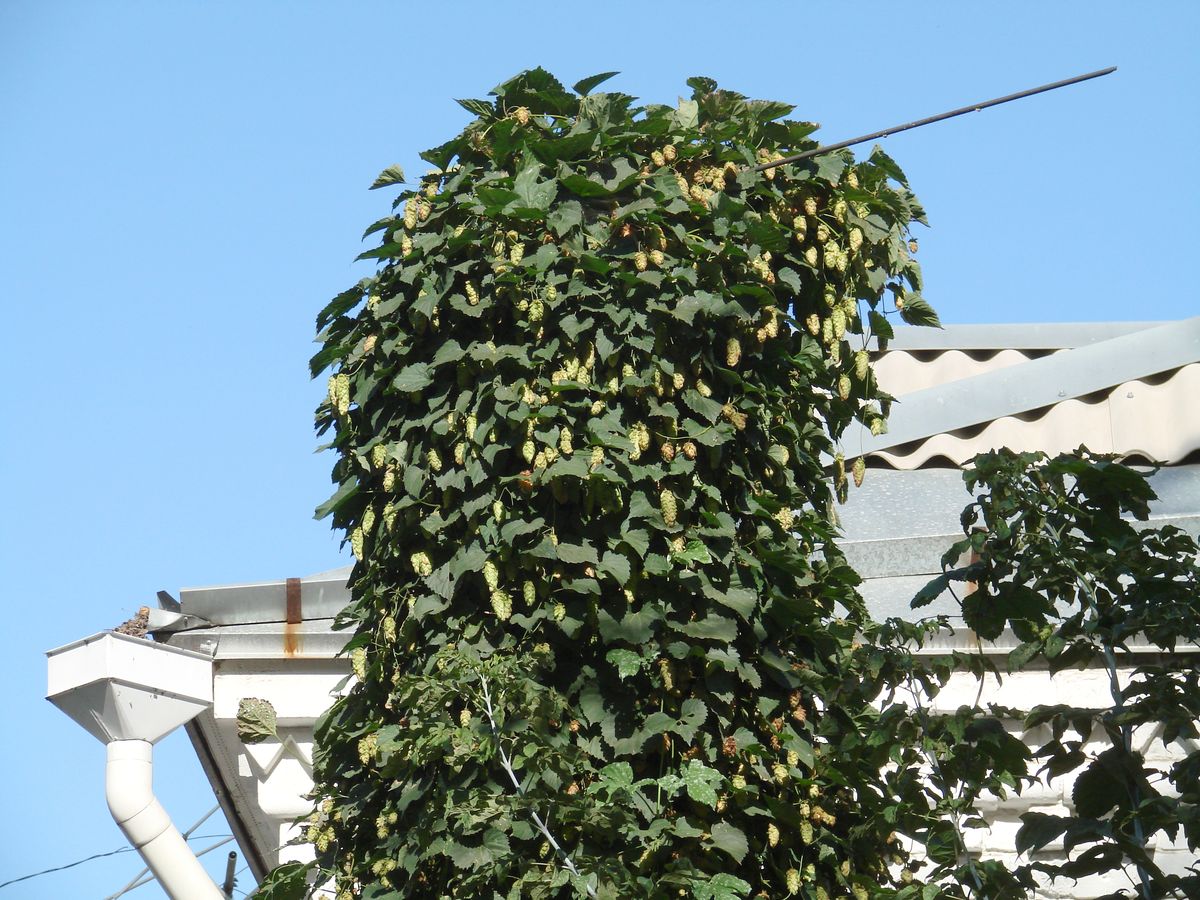 Image of Humulus lupulus specimen.