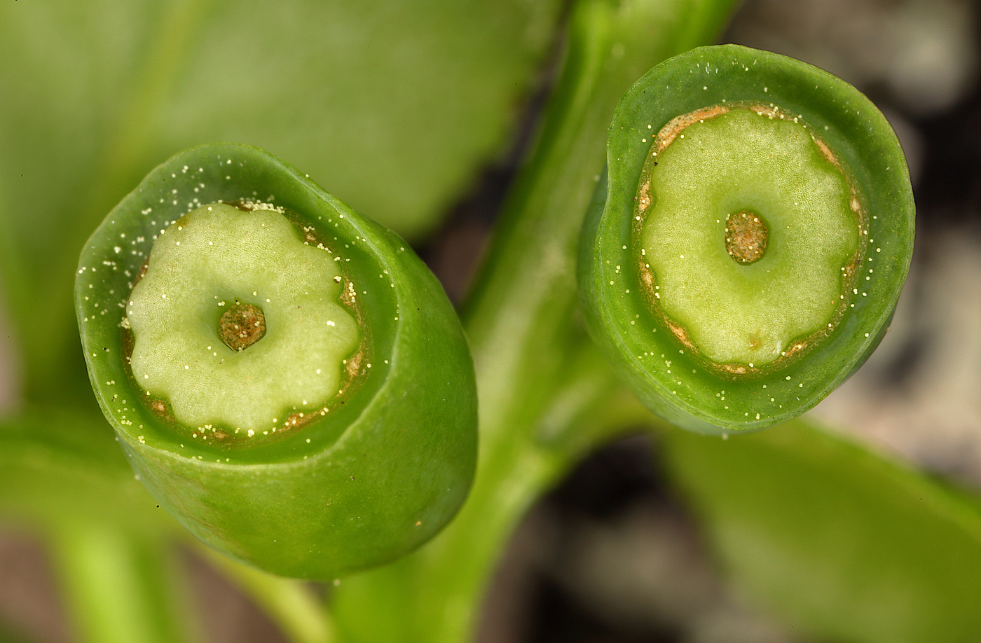 Изображение особи Vaccinium myrtillus.