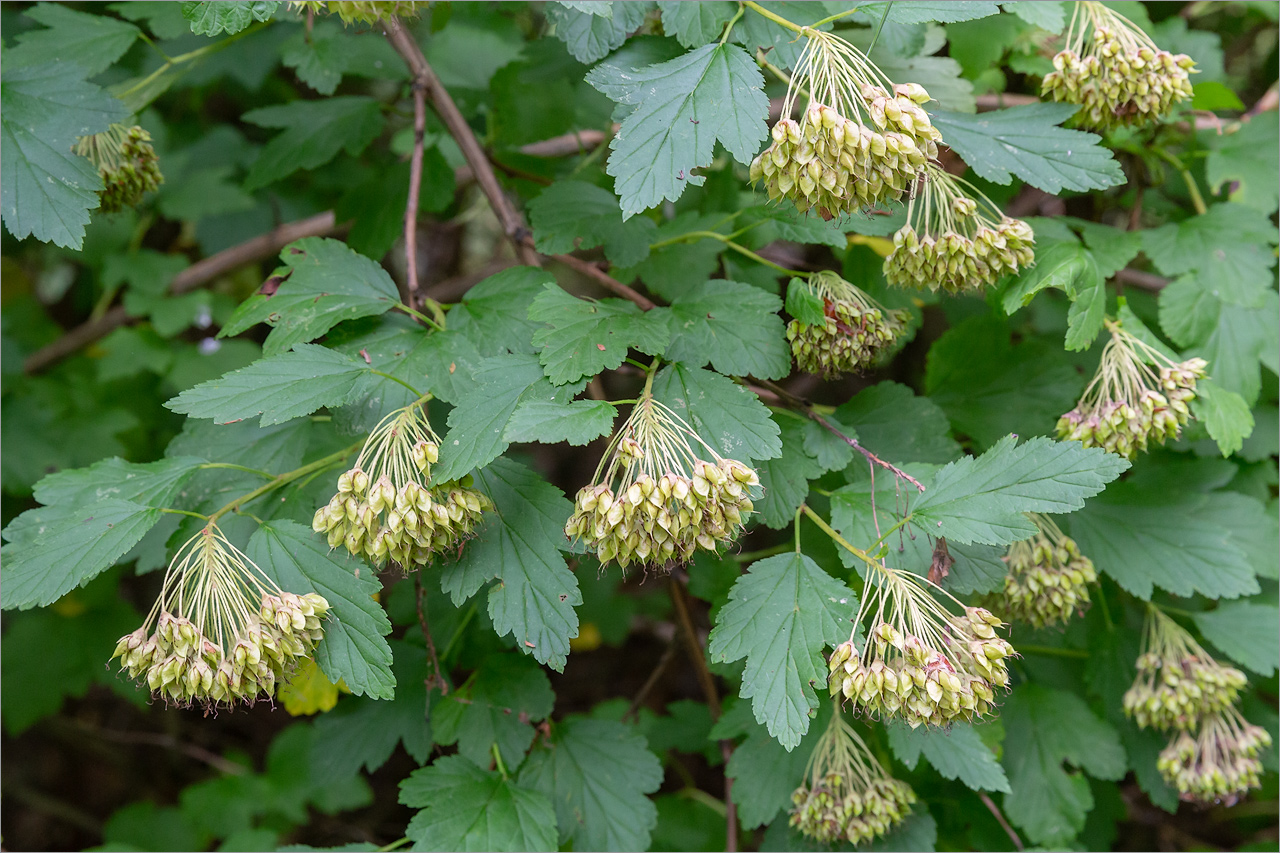 Image of Physocarpus opulifolius specimen.