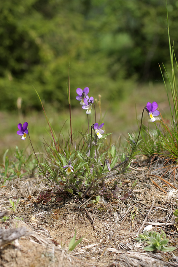 Изображение особи Viola tricolor.