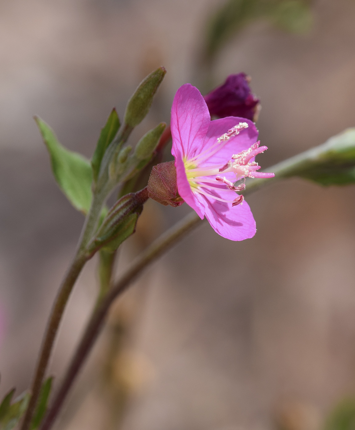 Image of Oenothera rosea specimen.