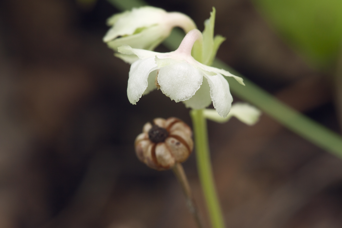 Image of Chimaphila japonica specimen.