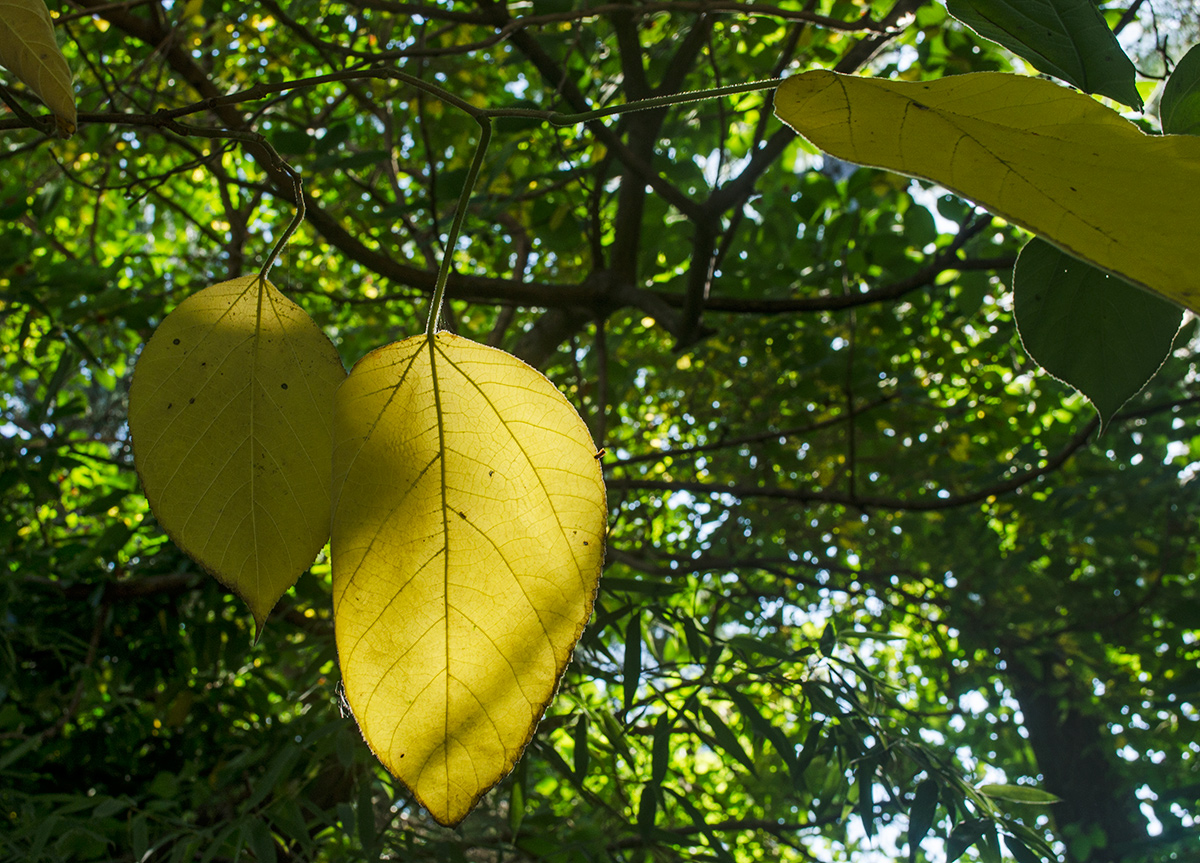 Изображение особи Broussonetia papyrifera.