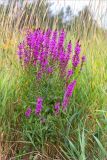 Lythrum salicaria. Цветущее растение. Ленинградская обл., Выборгский р-н, побережье Финского залива, приморский разнотравно-злаковый луг на песке. 11.08.2019.