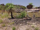 genus Pandanus. Вегетирующие растения. Австралия, Северная Территория, национальный парк Kakadu, местечко Ubirr (Rock Art) - место скопления объектов наскальной живописи аборигенов, недалеко от кемпинга Merl и реки East Alligator. Конец сухого сезона (сезон gurreng). 17.10.2009.