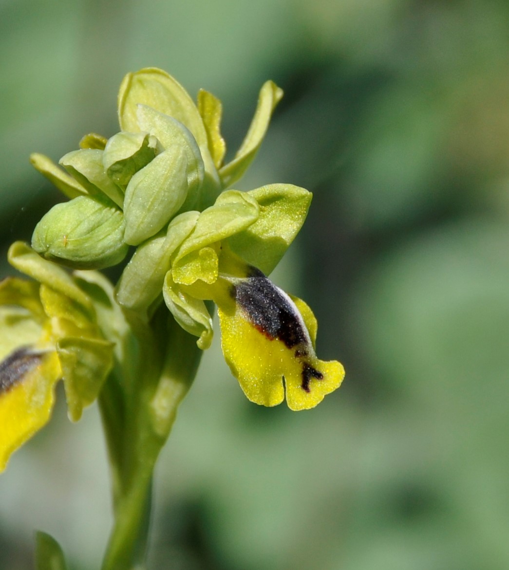 Изображение особи Ophrys lutea ssp. galilaea.