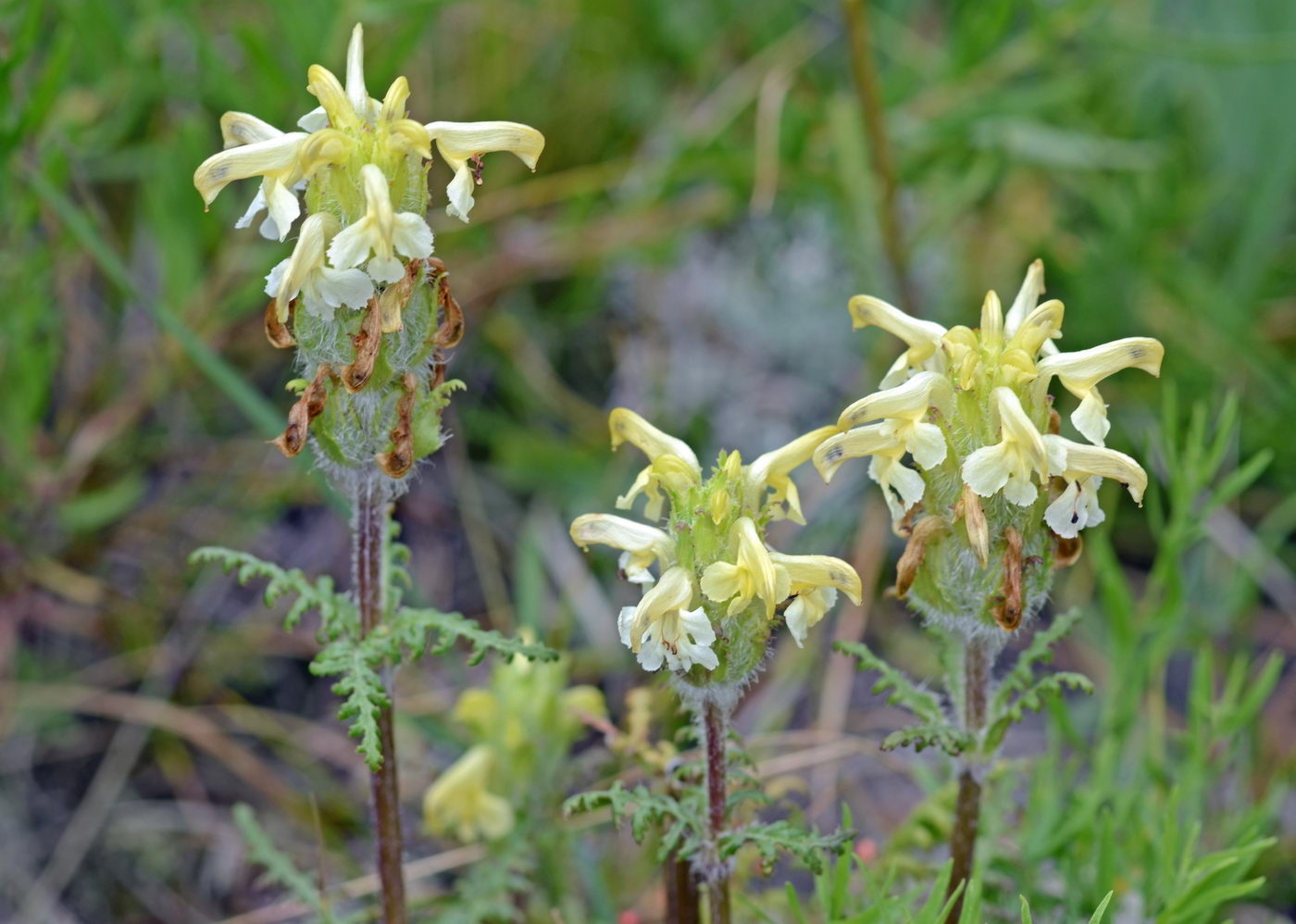 Image of Pedicularis ludwigii specimen.