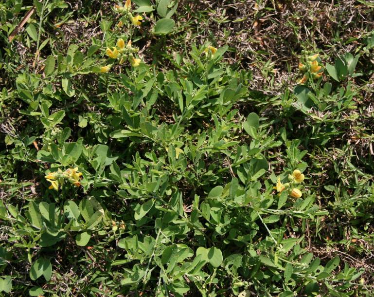 Image of Crotalaria assamica specimen.