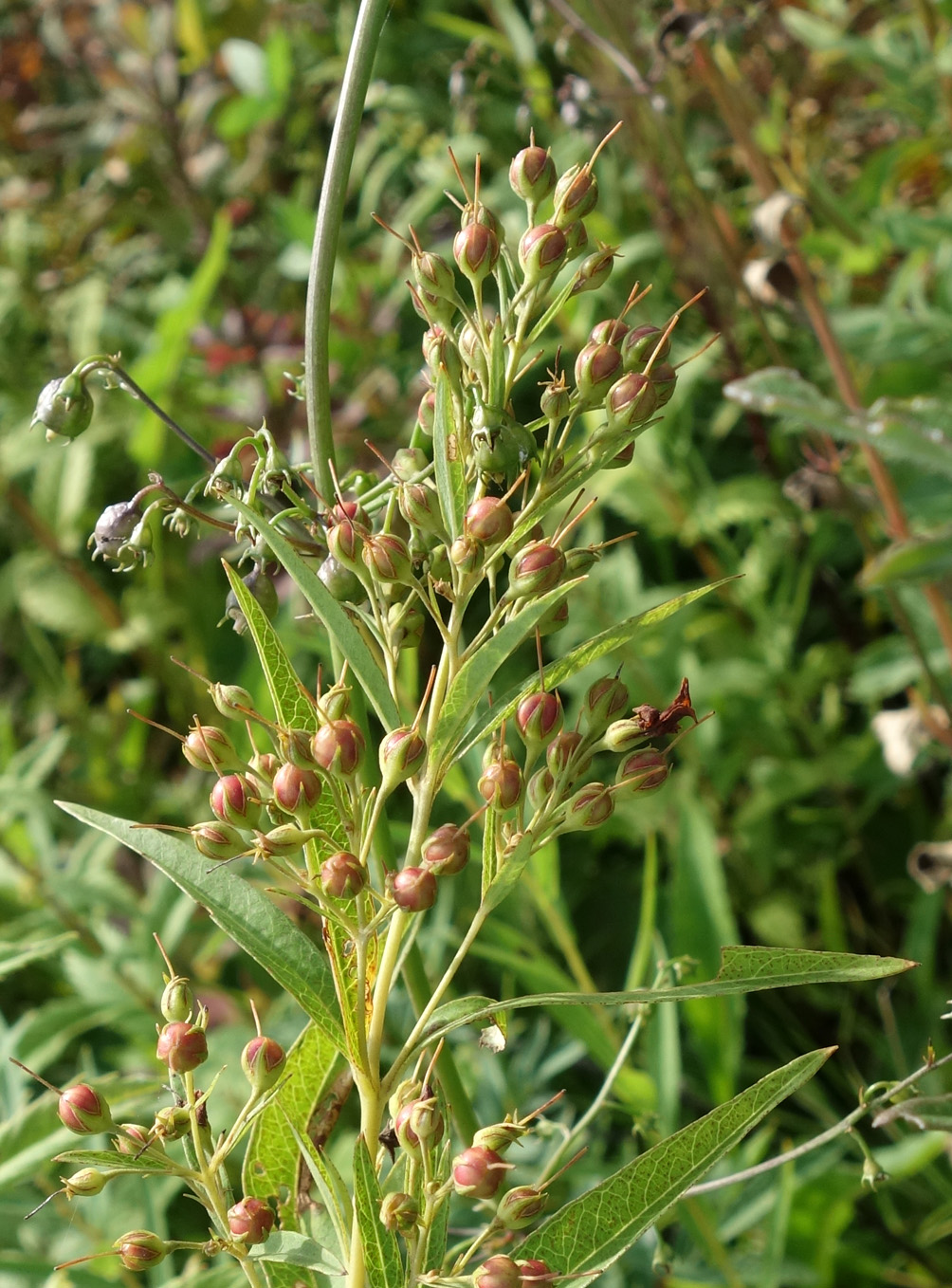 Изображение особи Lysimachia davurica.