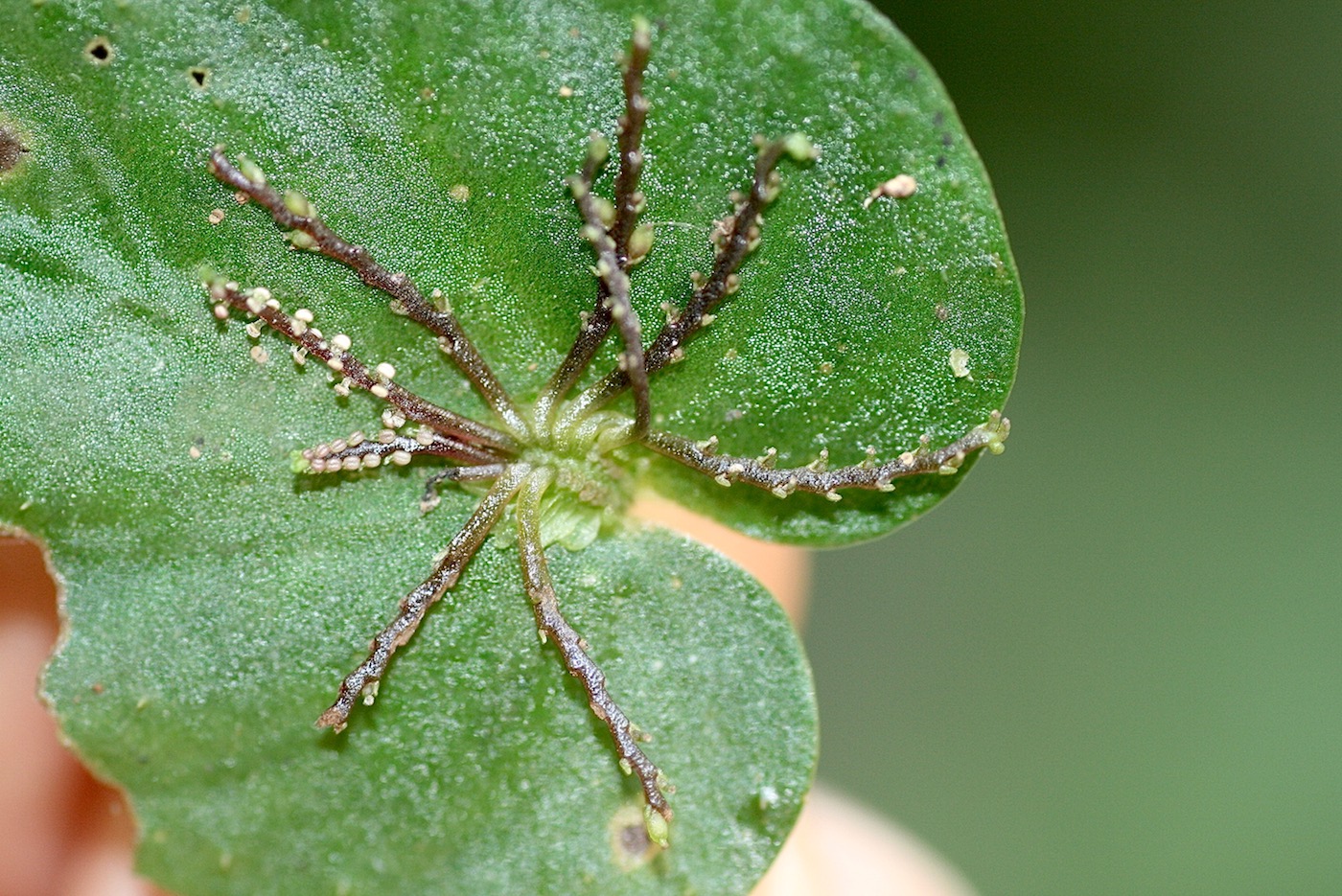 Изображение особи Peperomia pinoi.