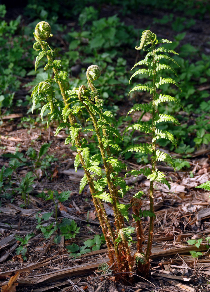 Image of Dryopteris filix-mas specimen.