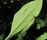 Solenanthus biebersteinii