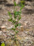 Lathyrus niger. Вегетирующее растение. Краснодарский край, Крымский р-н, окр. станицы Гладковская, грязевой вулкан Гладковские сопки, дубовый лес, поросшая мхом каменистая поляна. 25.04.2020.