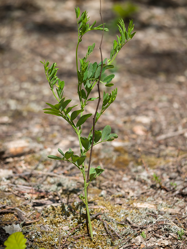 Image of Lathyrus niger specimen.