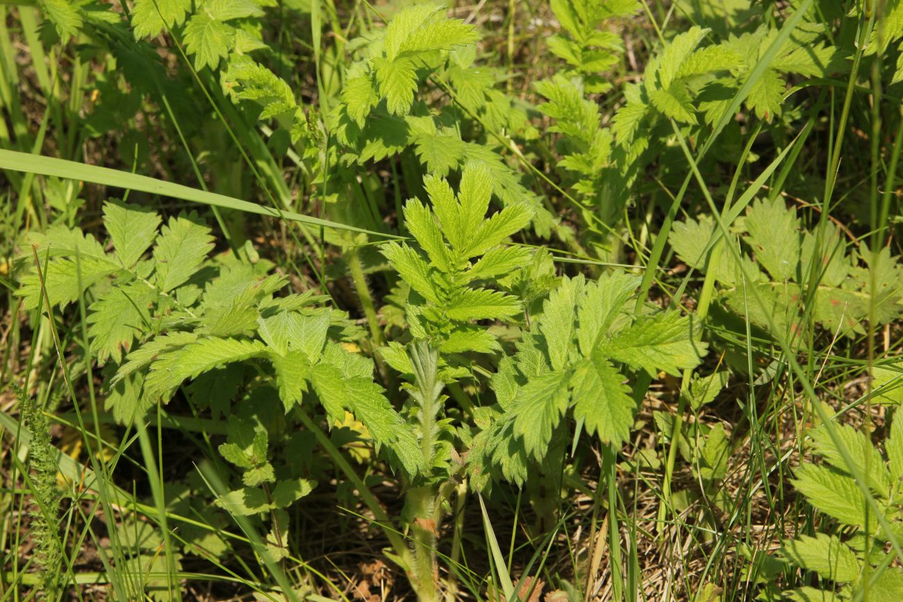 Image of Agrimonia eupatoria specimen.