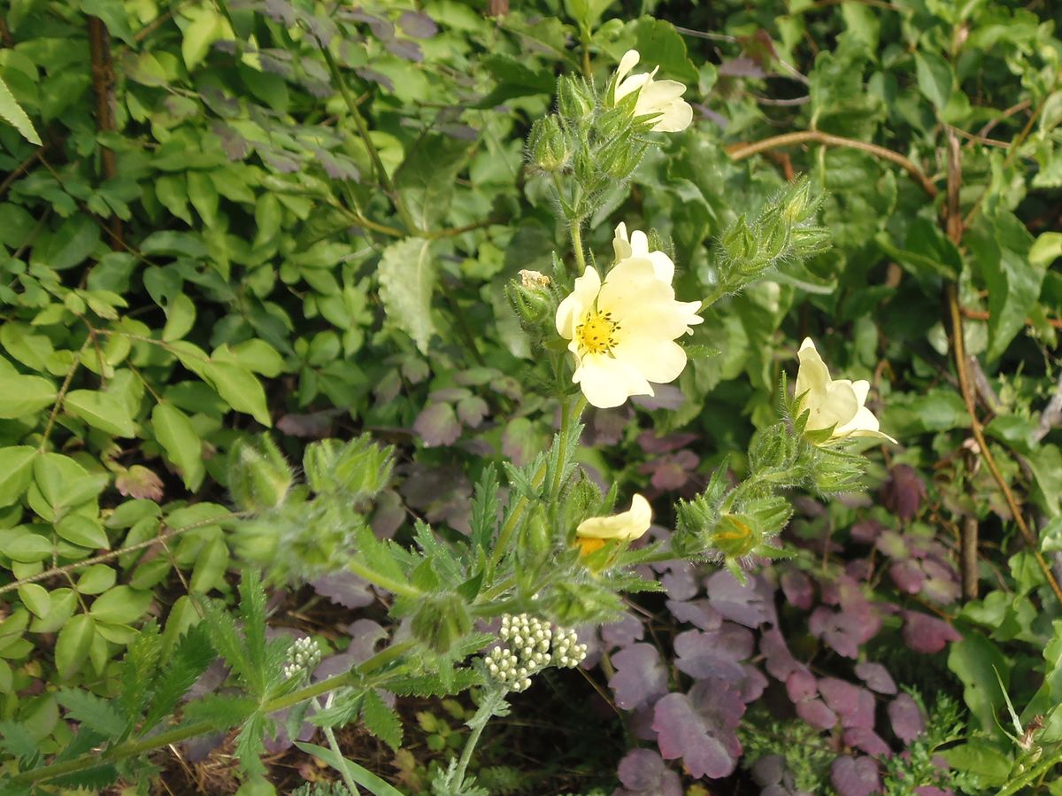 Image of Potentilla astracanica specimen.