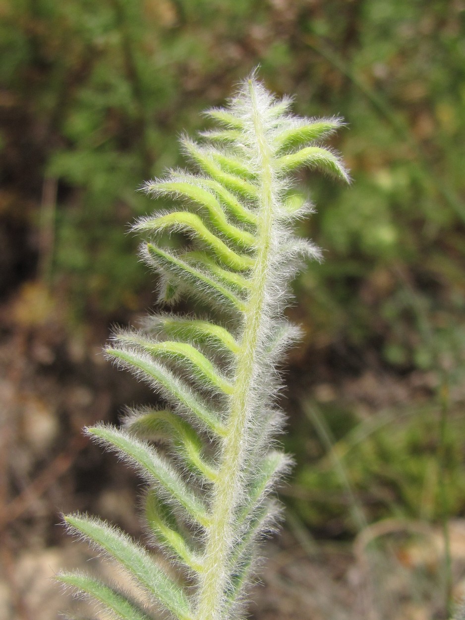 Image of Astragalus maximus specimen.