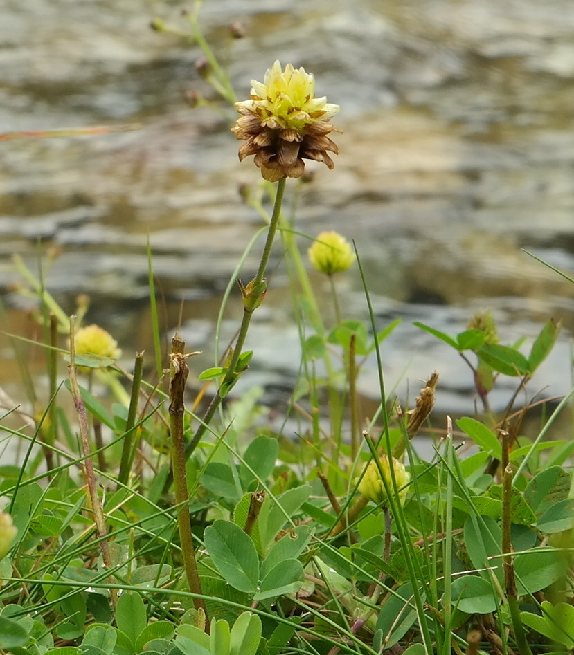Image of Trifolium rytidosemium specimen.