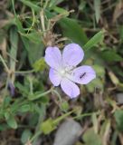 род Geranium