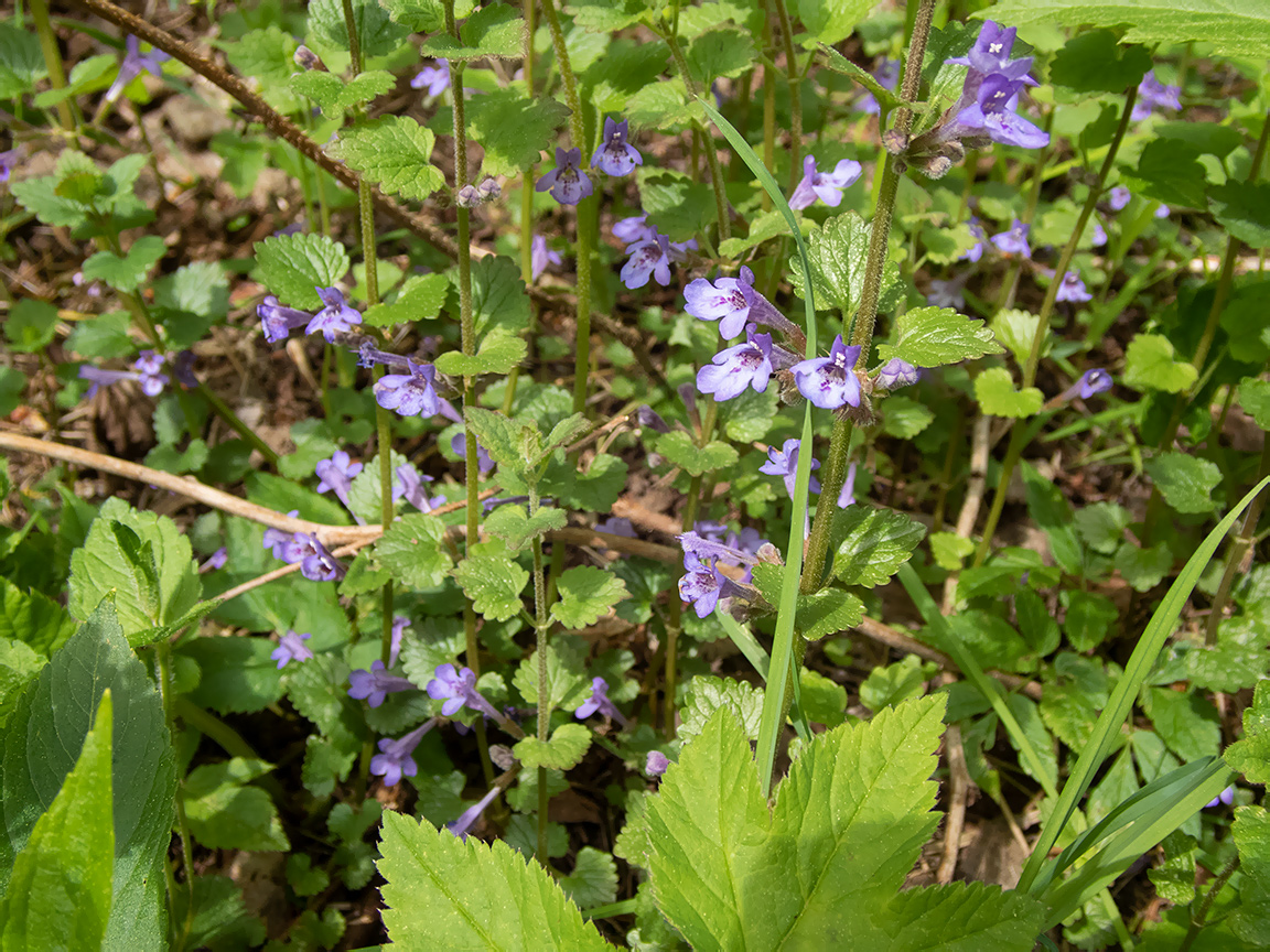 Изображение особи Glechoma hederacea.