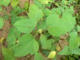 Xanthium orientale