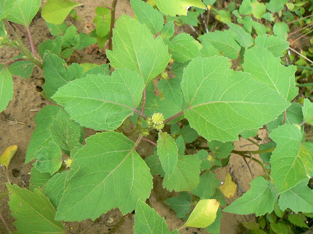 Изображение особи Xanthium orientale.
