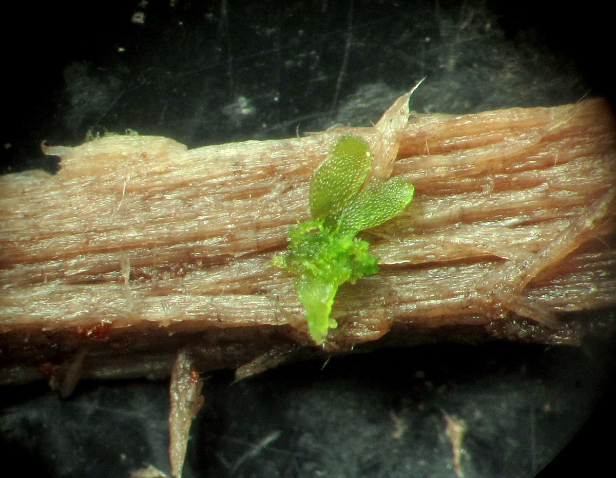 Image of Riccardia palmata specimen.