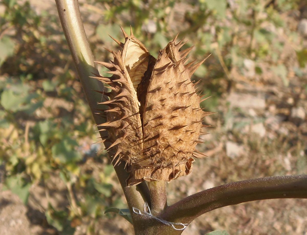 Image of Datura stramonium var. tatula specimen.