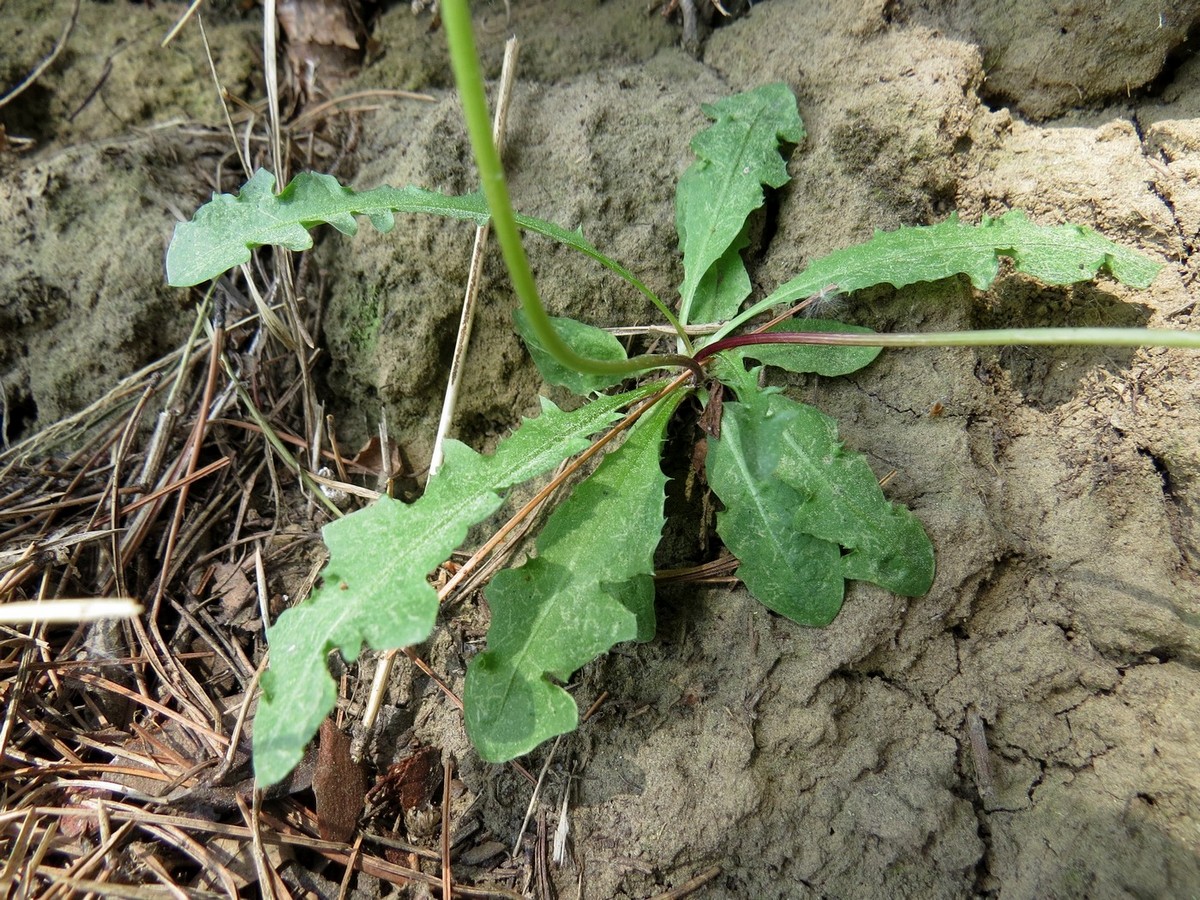 Изображение особи Taraxacum erythrospermum.