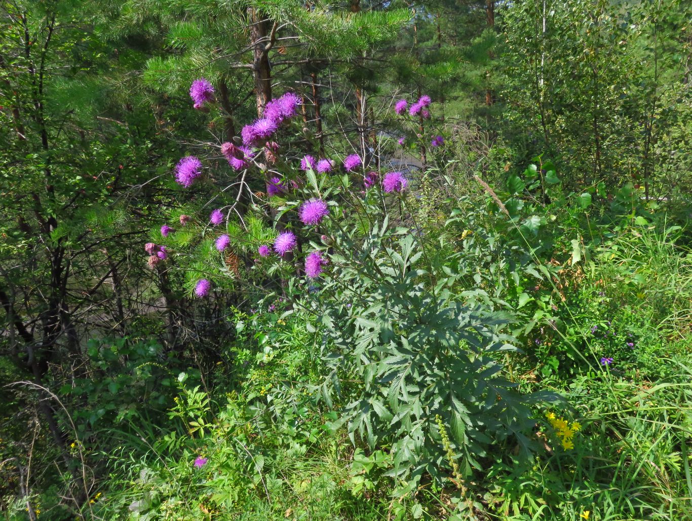 Image of Serratula coronata specimen.