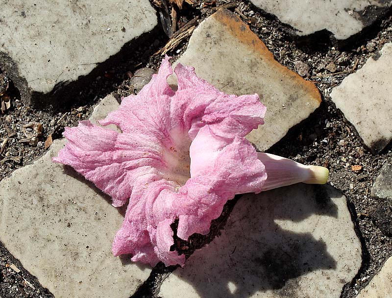 Image of genus Tabebuia specimen.