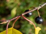 Frangula alnus