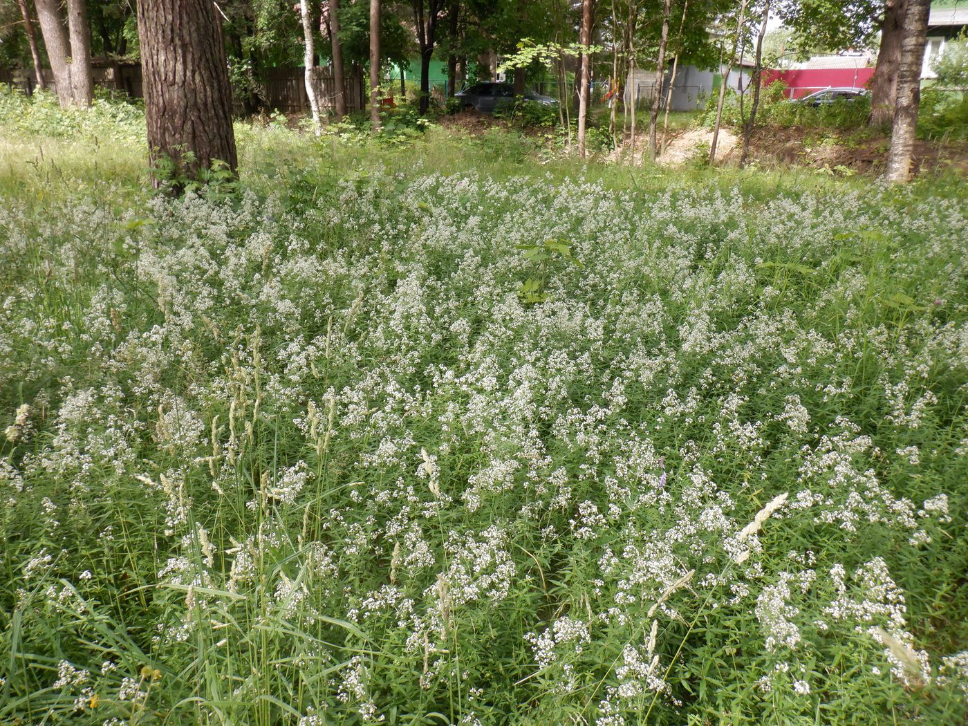 Image of Galium boreale specimen.