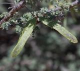 Vachellia reficiens