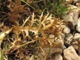 Eryngium amethystinum. Прикорневой лист. Хорватия, Дубровник, гора Srd, травянистый склон с одиночными кустарниками. 28 августа 2010 г.