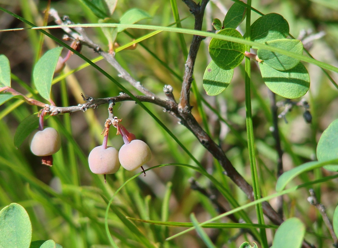 Изображение особи Vaccinium uliginosum.