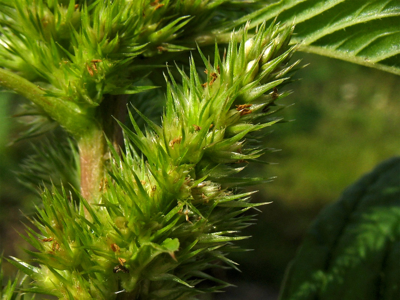 Image of Amaranthus retroflexus specimen.
