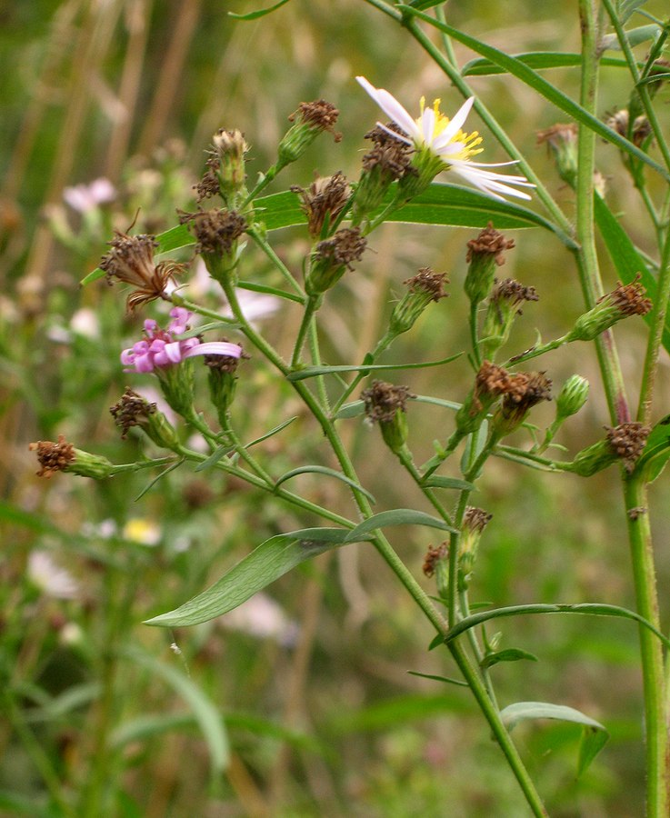 Изображение особи Symphyotrichum &times; salignum.