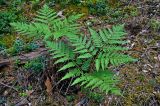 Pteridium pinetorum. Вайи (рядом растут Vaccinium vitis-idaea). Тверская обл., Кашинский гор. округ, долина р. Медведица, хвойный лес. 12.07.2020.