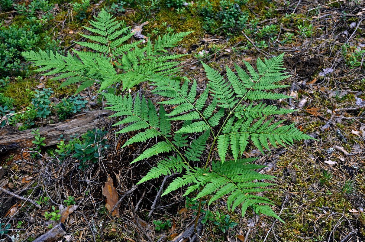 Изображение особи Pteridium pinetorum.