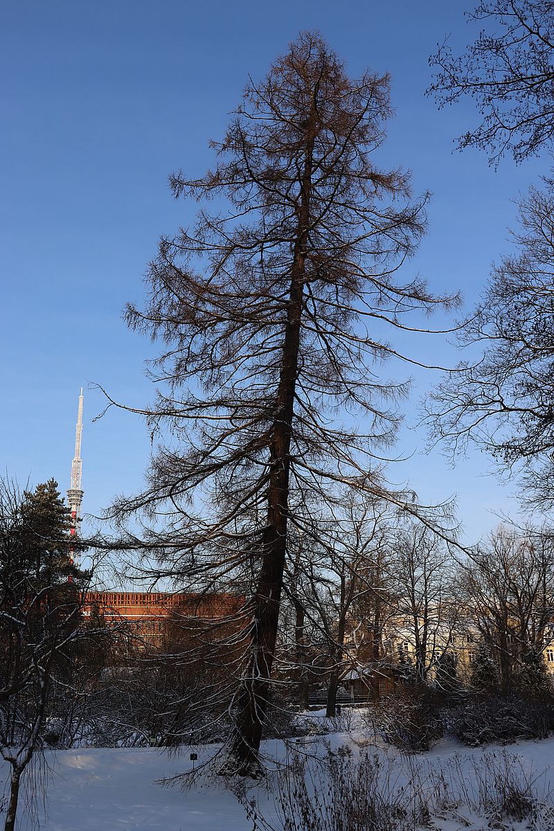 Изображение особи Larix &times; czekanowskii.