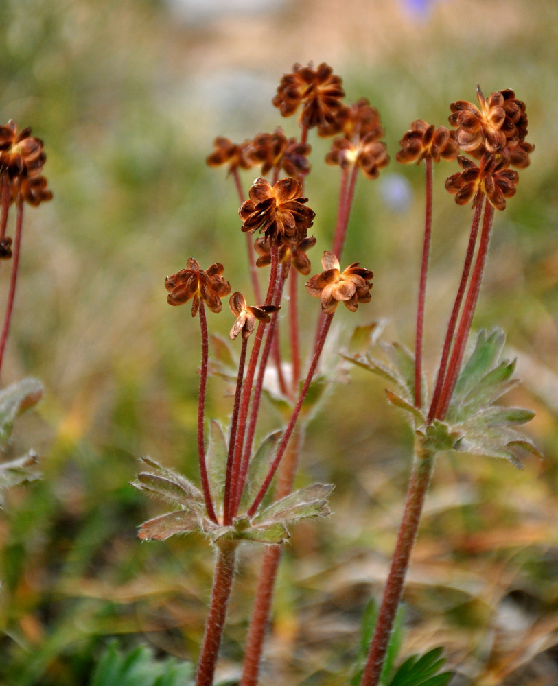 Image of Anemonastrum biarmiense specimen.