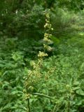 Rumex acetosa