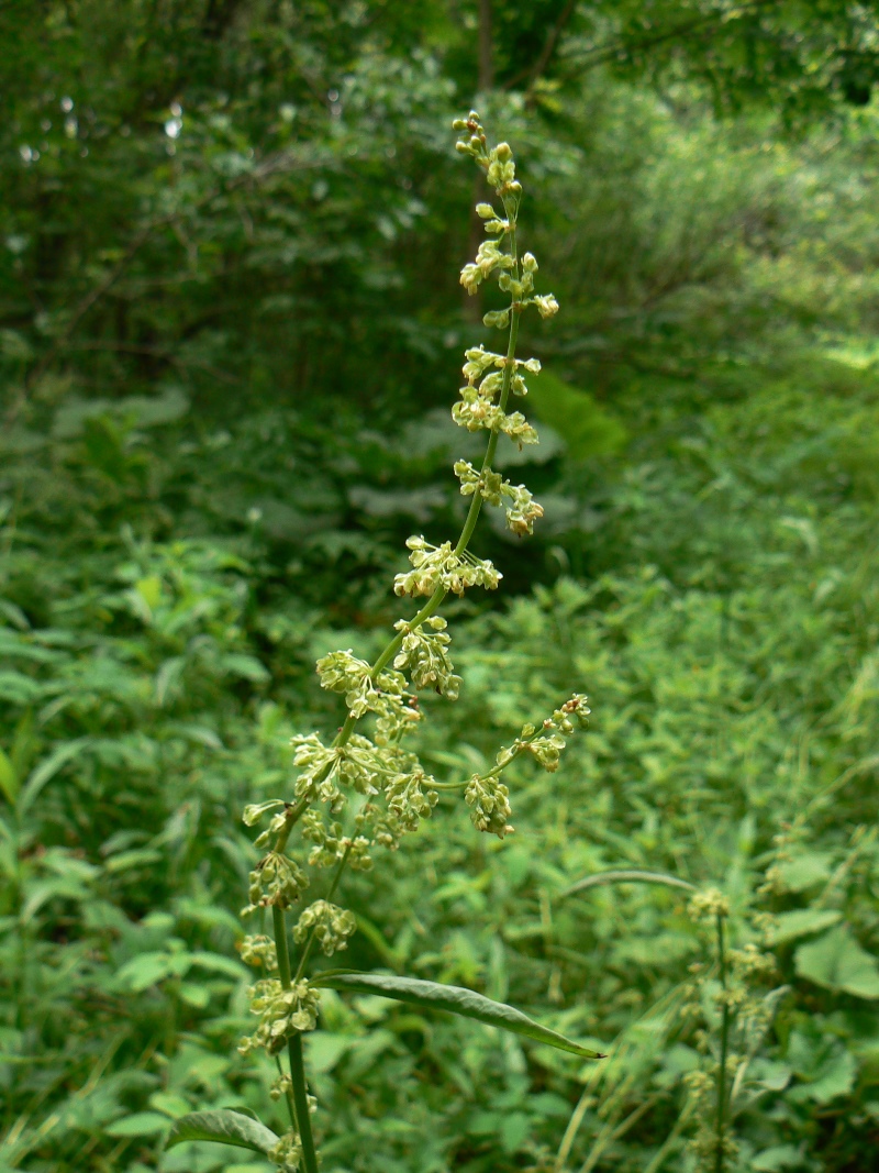 Изображение особи Rumex acetosa.