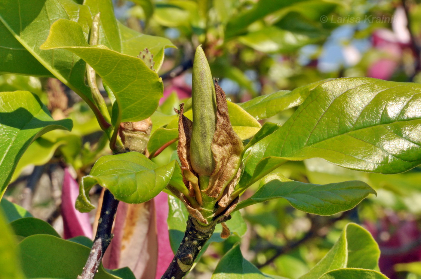 Image of Magnolia &times; soulangeana specimen.