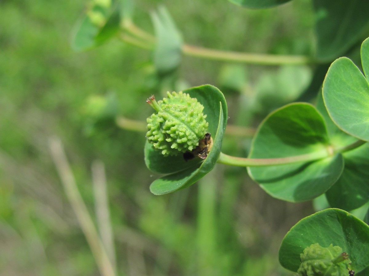 Image of Euphorbia condylocarpa specimen.