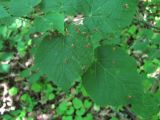 Tilia begoniifolia. Листья с галлами Eriophyes tiliae. Краснодарский край, Абинский р-н, окр. пос. Новый, широколиственный лес. 27.05.2020.