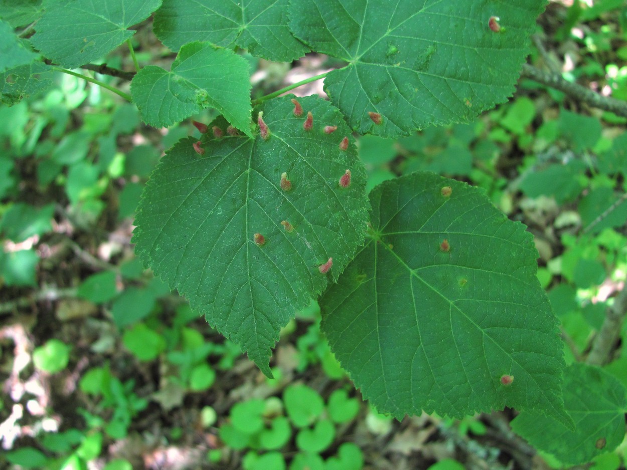 Image of Tilia begoniifolia specimen.