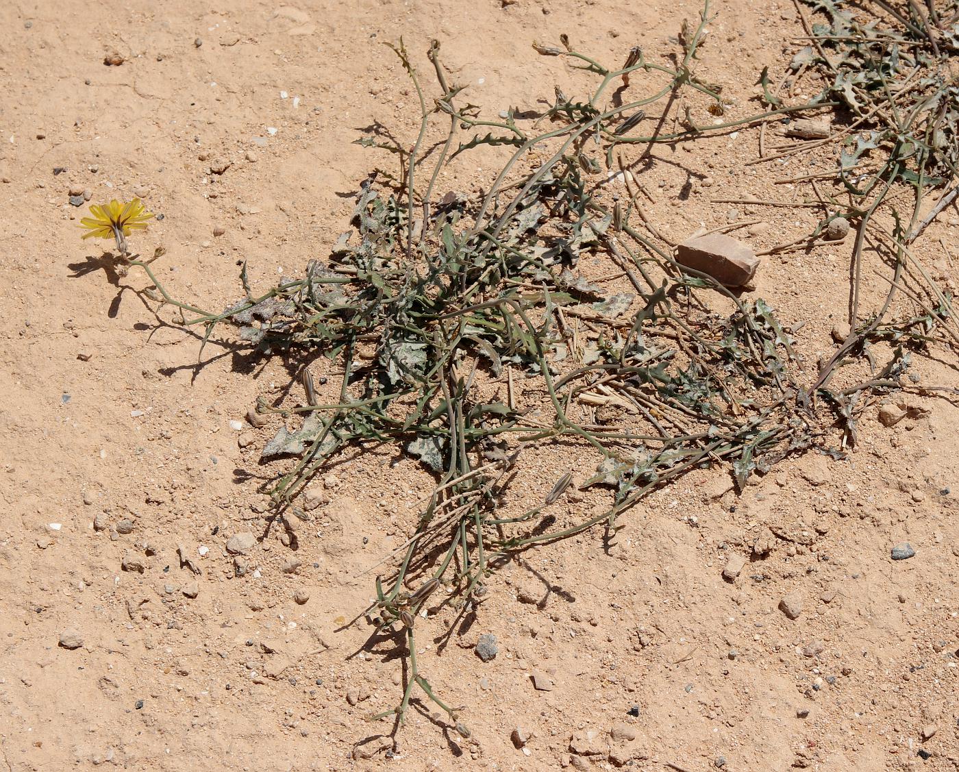 Image of Launaea mucronata specimen.