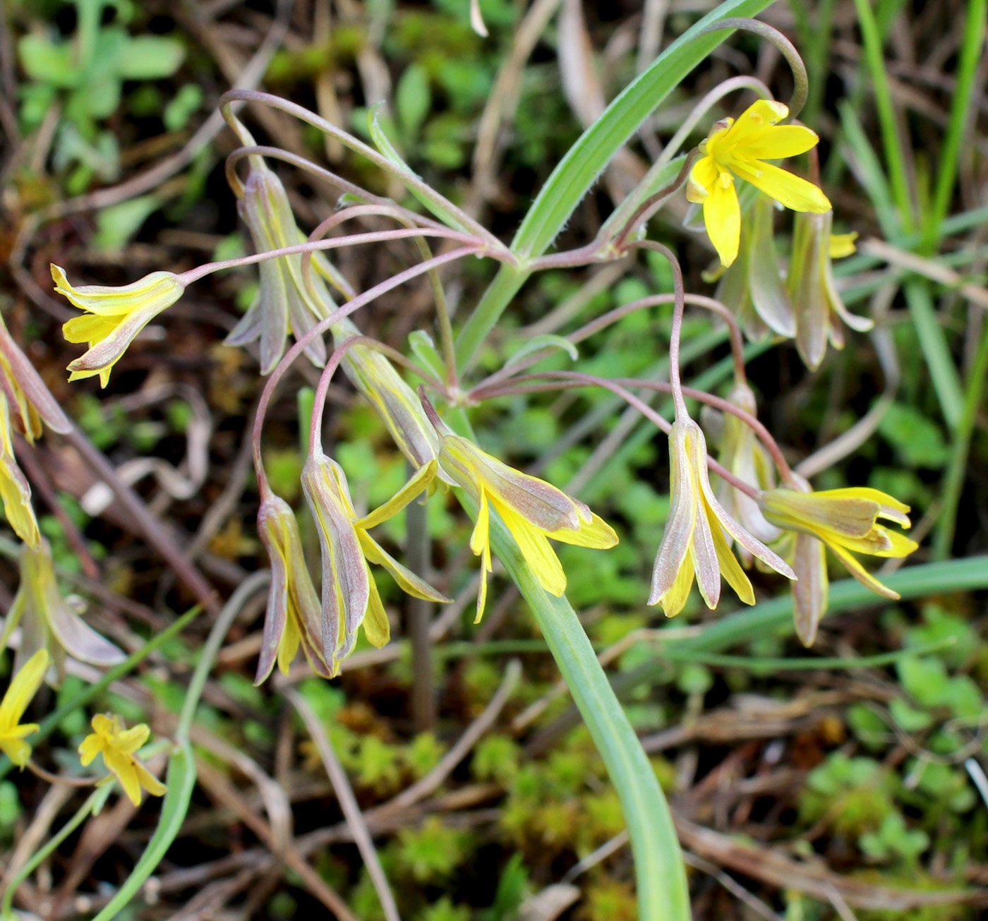 Image of Gagea erubescens specimen.